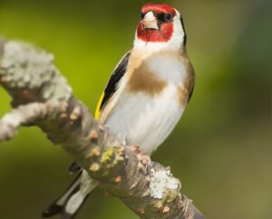 Carduelis carduelis