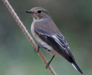 Ficedula Hypoleuca