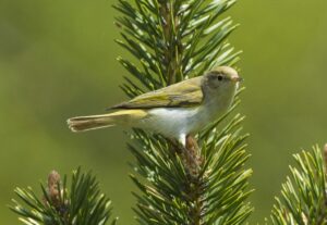 Phylloscopus Bonelli