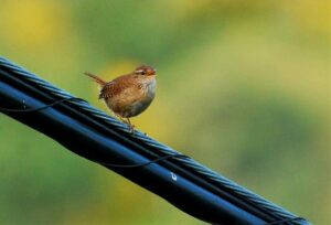 Troglodytes troglodytes