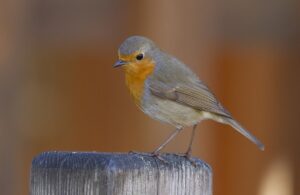 Erithacus Rubecula