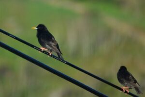 Sturnus Unicolor