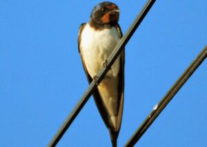 Hirundo Rustica