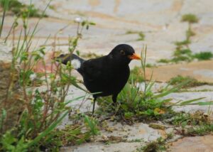 Turdus Merula